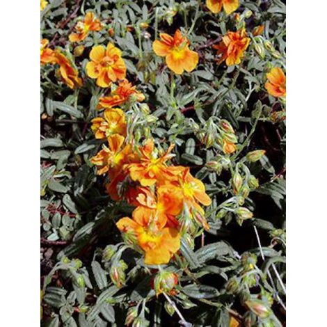 Hélianthème 'Orange Double' Godet de 8/9 cm
