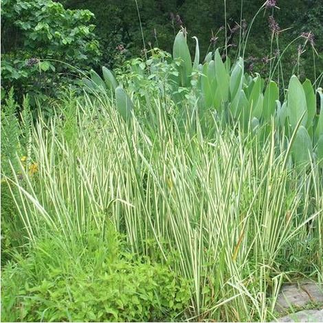 Acore odorant Variegatus, Acorus/Pot de 3L - Touffe (1/4)