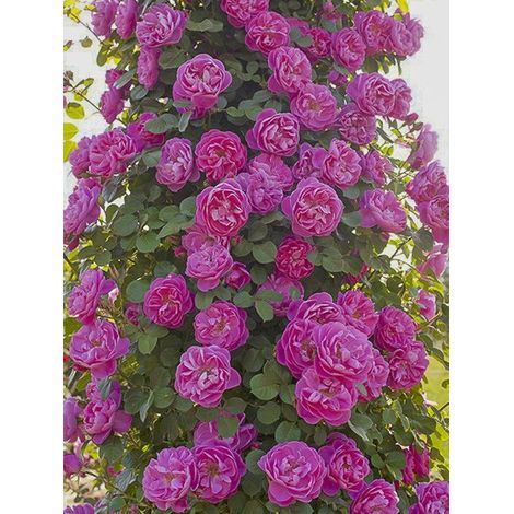 Rosier 'Allegro ' Pot de 4L/5L