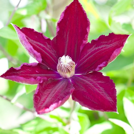 Clematite - Clematis Rouge Cardinal 70cm (1/2)