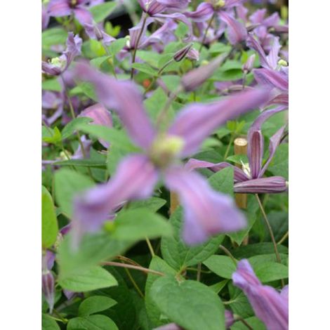 Clématite integrifolia Saphyra® 'estrella' Pot de 1,5L/2L