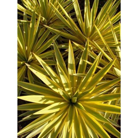 Yucca 'Bright Star' Pot de 2L/3L