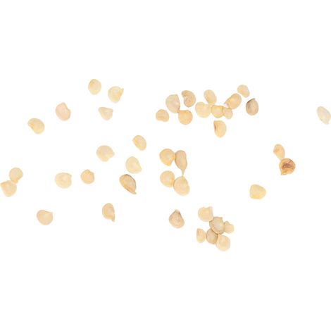 100 graines de poivrons géants comestibles, faciles à cultiver, idéales pour le jardin, la cour ou le balcon. (1/5)