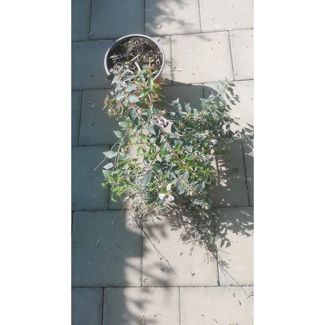 Abelia Edouard Gaucher v16