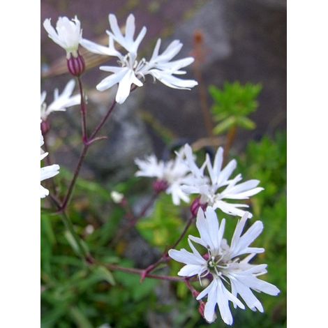 Œillet des près 'White Robin' Godet de 7/8 cm (1/3)