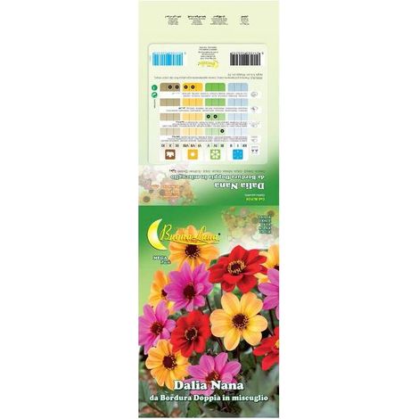 10 x SEMI GARDEN DALIA SEMPLICE