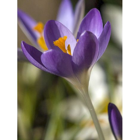 Crocus du paysan 'Barr's Purple' Bulbe calibre 6+ (par 30) (1/2)