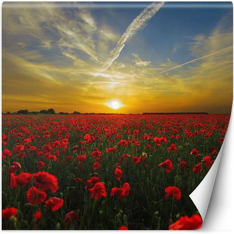 Fototapete Mohnblumen Wiese Natur 100x100 cm (1/5)