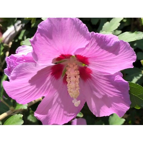 Gardenaria Ibisco - Hibiscus syriacus 'Eruption' - Arbusto ornamentale da giardino - Altezza: 40/60 cm (vaso19)