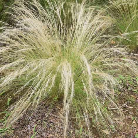 Stipe géant - Stipa gigantea pot 3L