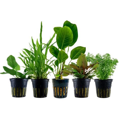 Pflanzen Set mit 5 Aquariumpflanzen ohne CO2 Nr.252