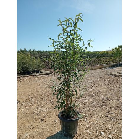 BUDDLEJA DAVIDII CESP.40 NANHO PURPLE