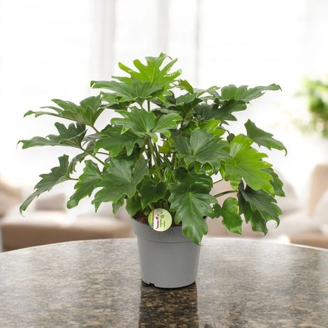 Gardenaria Philodendron bipinnatifidum 'Little Hope' - Pianta da interno ornamentale - Altezza: 75 cm (vaso 19)