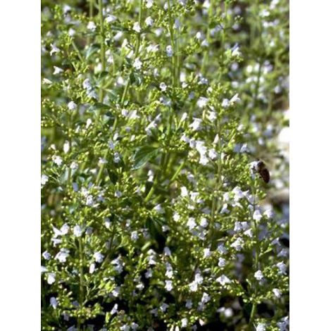 Calament à grandes fleurs 'Weisser riese' Godet de 8/9 cm