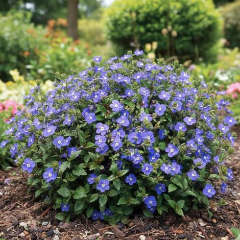 Véronique Georgia Blue/Godet - 5/20 cm
