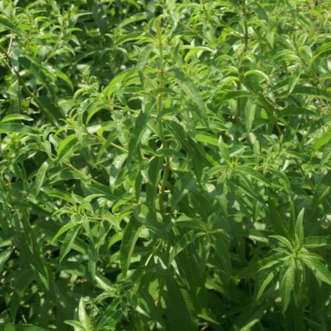 Verveine citronnelle/Godet (1/2)