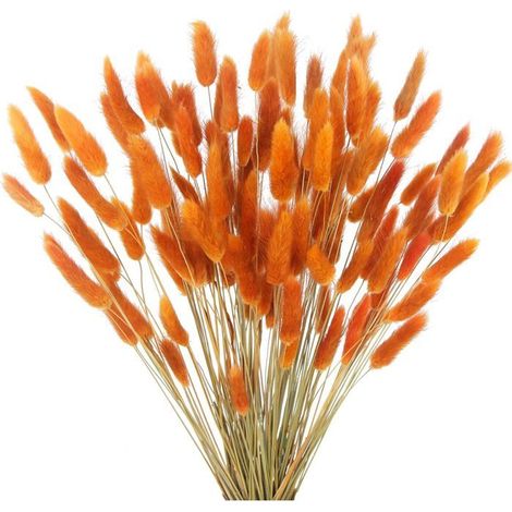 120 tiges d'herbe, queue de lapin, orange, fleurs séchées pour compositions naturelles et décoration (1/5)