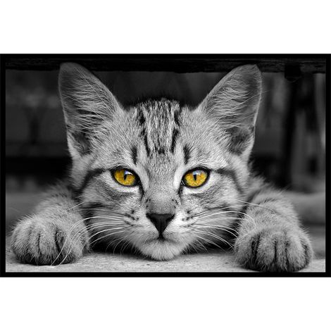 Affiche encadrée – Chat au regard doré, intensité et mystère (1/5)