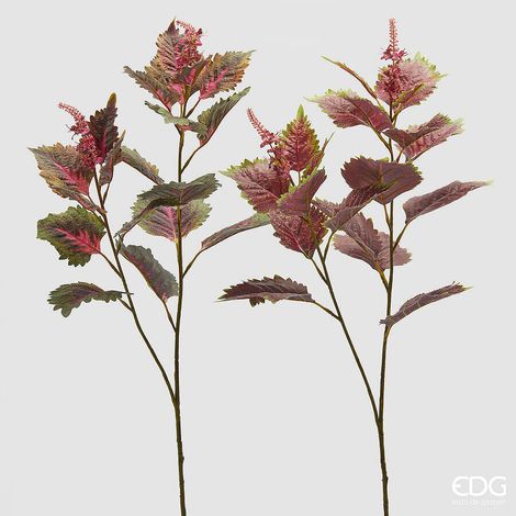 EDG Enzo De Gasperi Coleus Ramo con Bocciolo H 85 Cm Ass. Verde Rosa 1 Pz