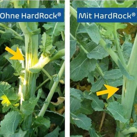 OmniCult HardRock® 10 l Dünger Pfanzendünger Getreide Mais Raps Kartoffeln (1/4)