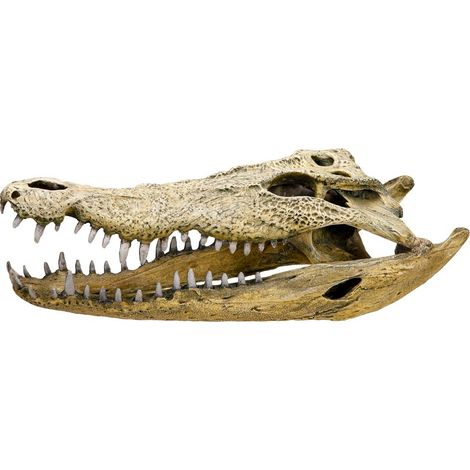Nobby, Decorazione per Acquario con Teschio di Coccodrillo, 47,5 x 20,5 x 16 cm