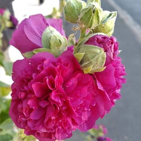Rose trémière Chater's Double Rose/Godet - 5/20 cm (1/4)