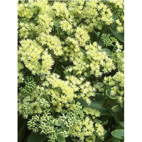 Orpin 'Sunkissed'® Godet de 8/9 cm (1/2)