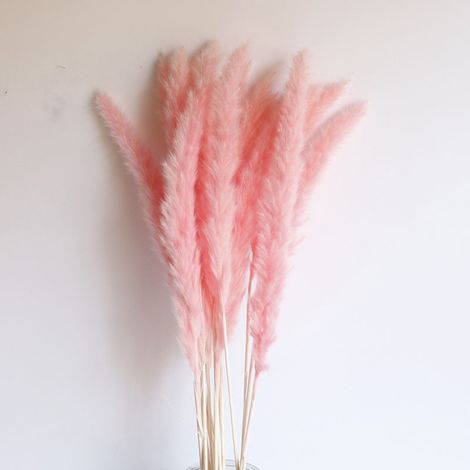 Pampas Grass - 15 Pièces Plumes Séchées Naturelles Hauteur 40 à 68 cm - Décoration Intérieure Maison Mariage Événement (1/5)