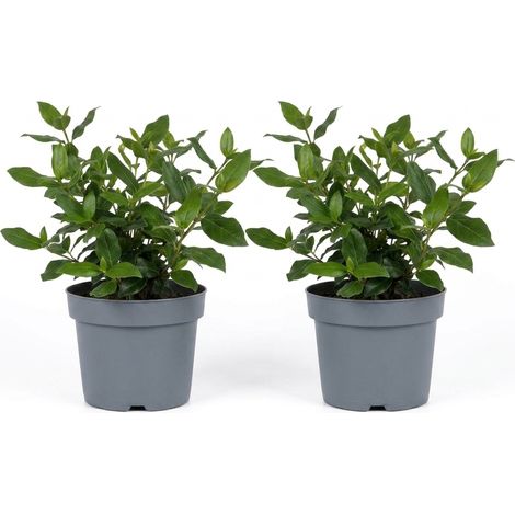 Bloomique - Lot de 2 - Viburnum Tinus 'Gwenllian' - Boule de neige - Arbuste - Plante de jardin - Boutons roses, fleurs blanches - Rustique - Persistant - Hauteur 25-30 cm - Pot 17 cm (1/4)