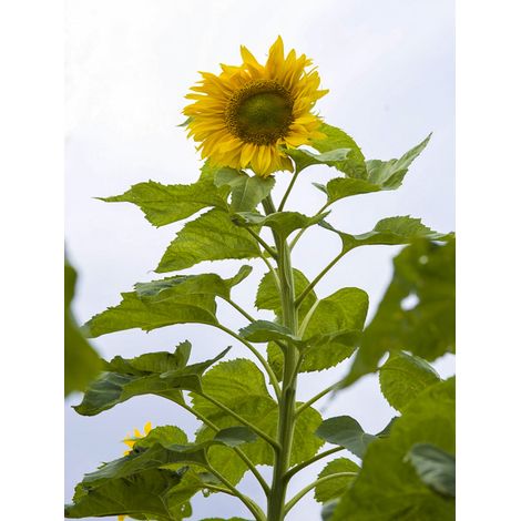 Soleil, Tournesol 'Mongolian Giant' Sachet de 3g