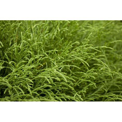 Abendländischer Lebensbaum 'Mr. Bowling Ball' Thuja occidentalis 'Bowling Ball' 2L 20- 30