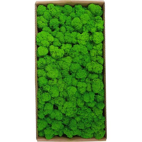 Mousse préservée, décoration murale d'art de jardinage, accessoires décoratifs de Micro paysage en vrac (1/5)
