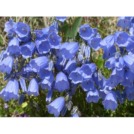 Semillas de Campanilla de Canterbury. Campanula Medium. 10 Gramos
