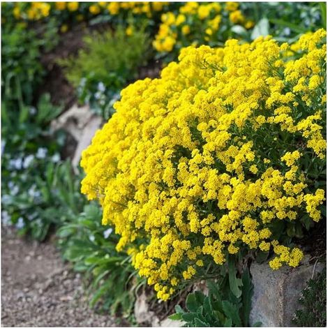 20000 Graines Thym Serpolet Jaune – Plante Mellifère Décorative, Attire Pollinisateurs (1/5)