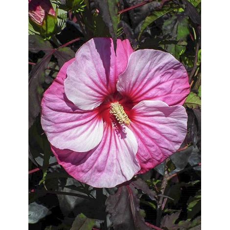 Hibiscus des marais 'Pink Candy' Pot de 3L/4L