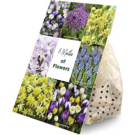 Bloomique - Mélange de 100 Fleurs - 6 Mois - Mélange de Couleurs - Mélange de 7 Variétés - Bulbes à Fleurs - Floraison Printemps - Plantes Vivaces - Pousse de 5 à 90 cm (1/5)