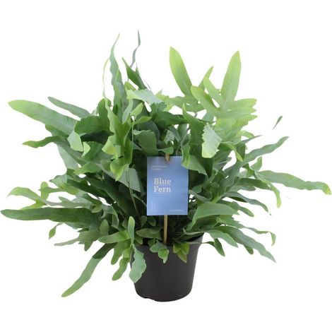 Phlebodium Blue Fern Fougère d’Intérieur Feuillage Vert Doré Pot 14 cm H 40 cm - PANGIVO (1/5)