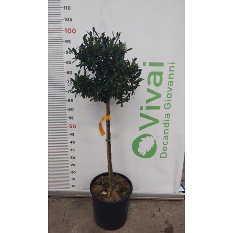 PIANTA DI PIRACANTA AD ALBERELLO VASO 24 CM ALTEZZA 90/100 CM (FOTO REALI)