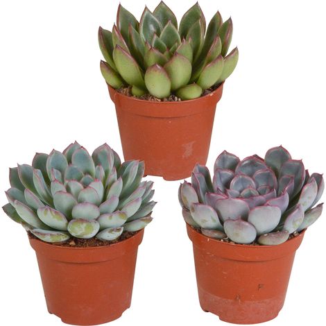 Lot de 3 Echeverias Succulentes Naturelles Variées Plantes d'Intérieur Décoratives Ø 8,5 cm - PANGIVO (1/5)