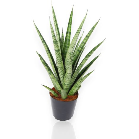Gardenaria Sansevieria trifasciata 'Pineapple' - Pianta da interno ornamentale - Altezza: 40 cm (vaso 12) (1/4)