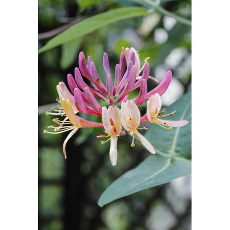Lonicera periclymenum 'Belgica' Chèvrefeuille grimpant persistant pot 15 cm hauteur 65 cm fleurs rouge blanc parfumées - PANGIVO (1/5)