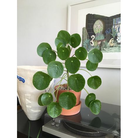 PILEA PEPEROMIOIDES PIANTA DELLE MONETE VASO 12CM (1/2)
