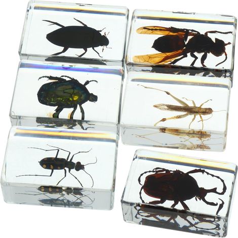 6pièces Lot De Insectes Préservés Résine Spécimens Décoratifs Pour Bureau Et Collection (1/5)