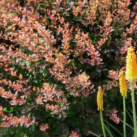 Epine-vinette Admiration®, Berberis/Pot de 3L - 20/40 cm