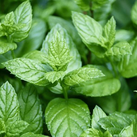 Menthe agrume - Prêt à consommer/Pot de 1,5L - 10/20 cm