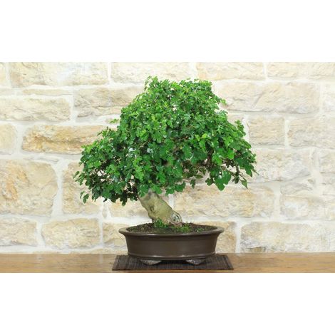 Bonsai di Gelso Nero (8) (1/5)