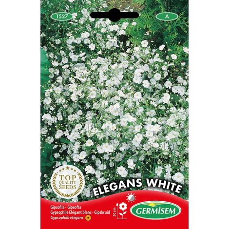 Graines Gypsophile Elégant blanc ELEGANS WHITE