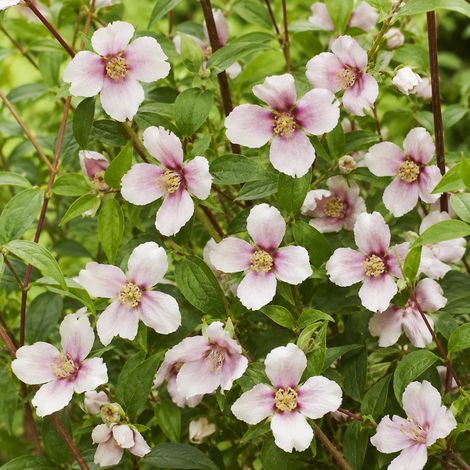 Gardenaria Filadelfo - Philadelphus 'Petite Perfume Pink' - Arbusto ornamentale da giardino - Altezza: 40/60 cm (vaso19) (1/3)