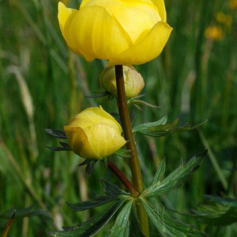 4 x Trolle d'Europe - Trollius europaeus  - godet 9x9 cm