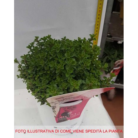ORIGANO IN VASO 18CM